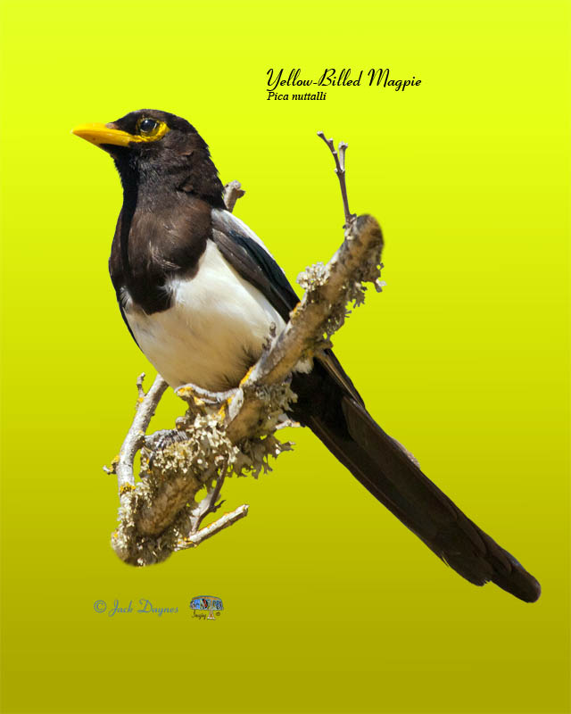 Yellow-Billed Magpie - Pica nuttalli