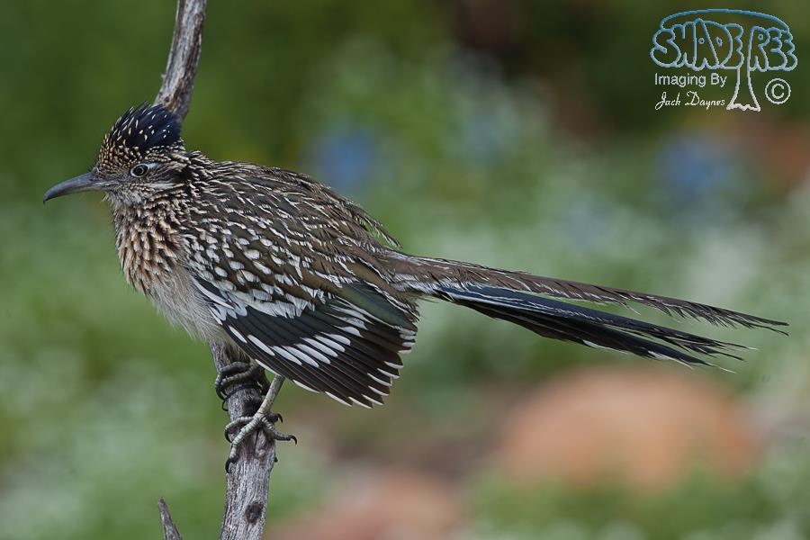 Greater Roadrunner - Geococcyx californianus