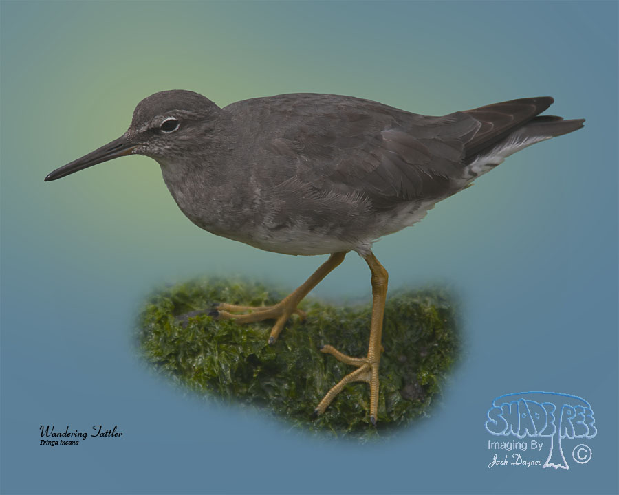 Wandering Tattler - Tringa incana