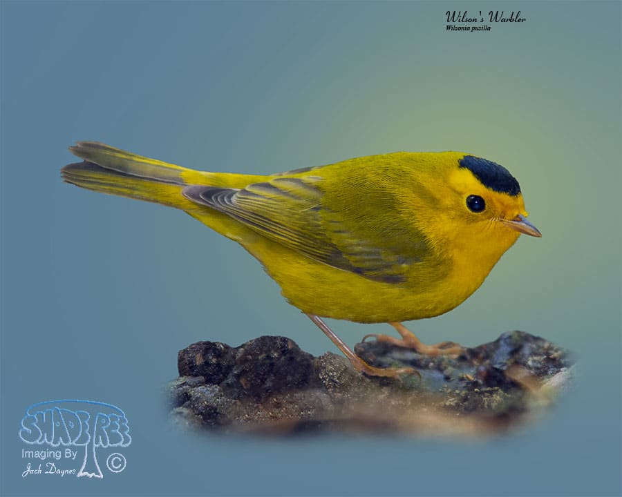 Wilson's Warbler - Wilsonia pusilla