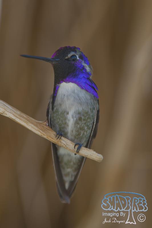 Costa's Hummingbird - Calypte costae
