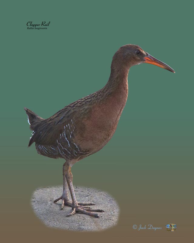Ridgway’s Rail (Clapper Rail) - Rallus obsoletus