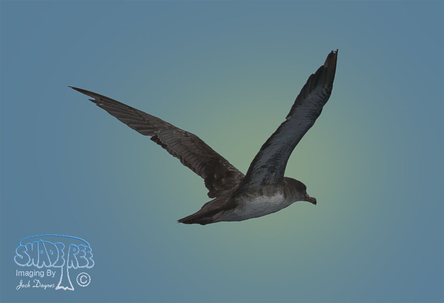 Pink-Footed Shearwater - Puffinus creatopus