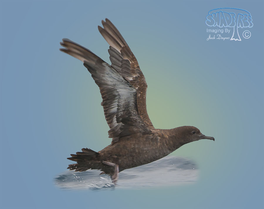 Sooty Shearwater - Puffinus griseus