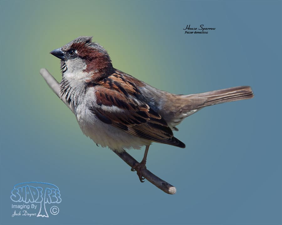 House Sparrow - Passer domesticus