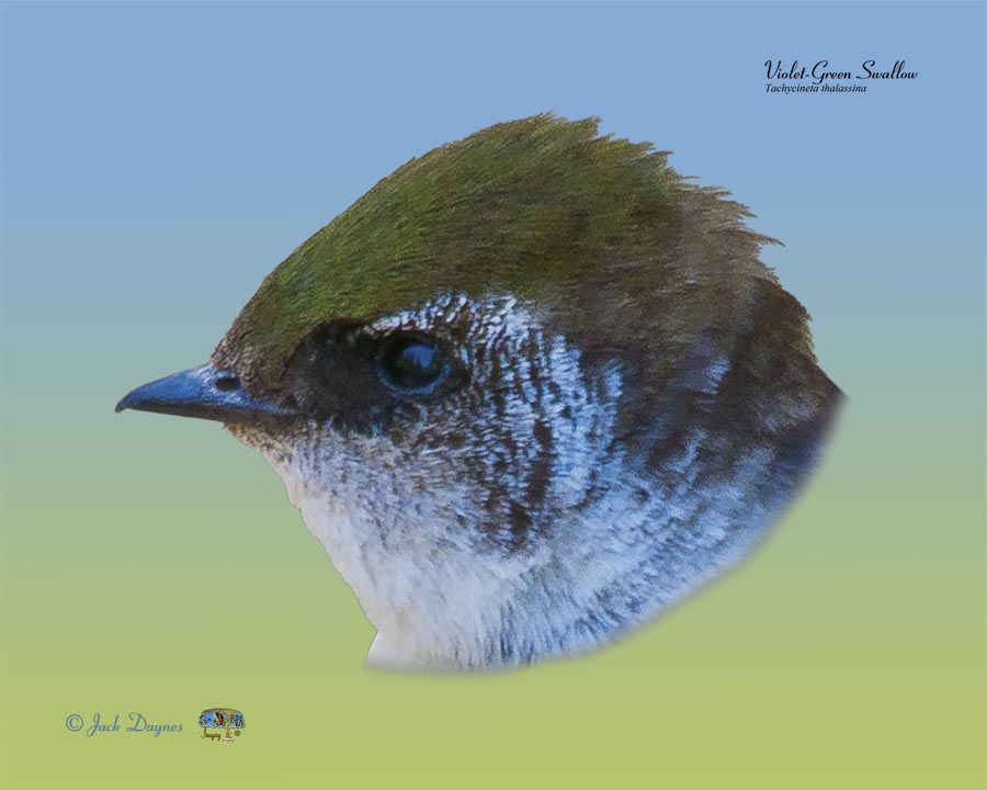 Violet-Green Swallow - Tachycineta thalassina