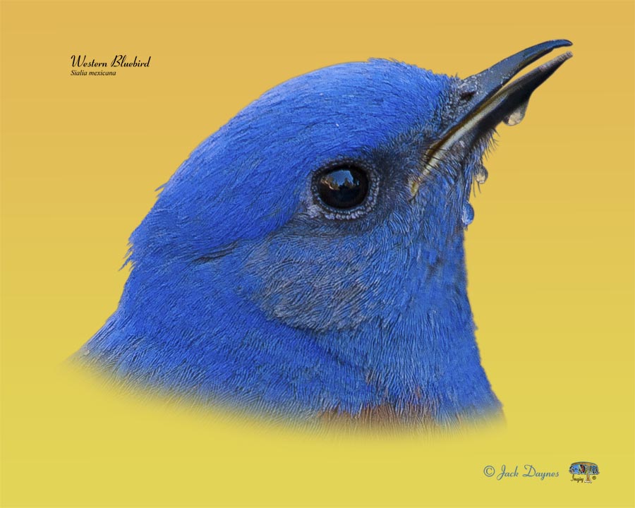 Western Bluebird - Sialia mexicana