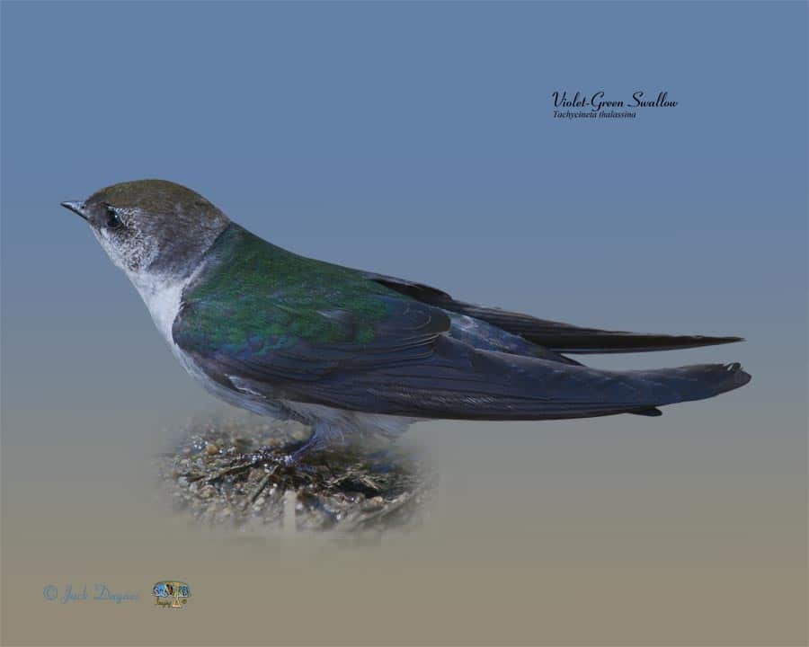 Violet-Green Swallow - Tachycineta thalassina