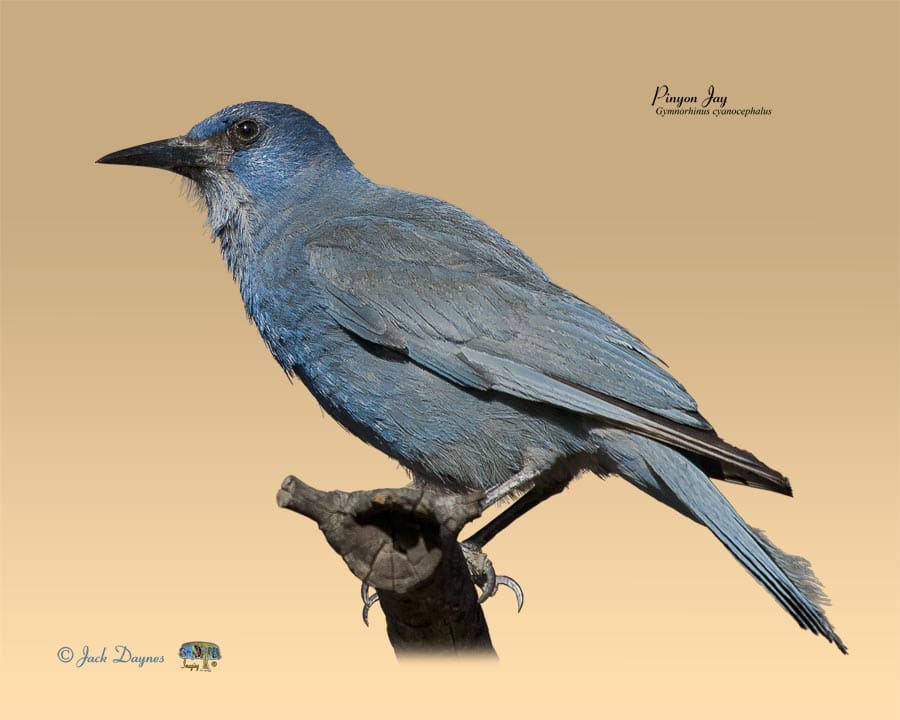 Pinyon Jay - Gymnorhinus cyanocephalus