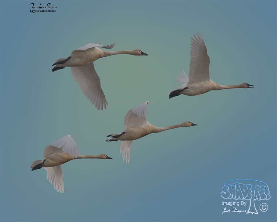 Tundra Swan - Cygnus columbianus