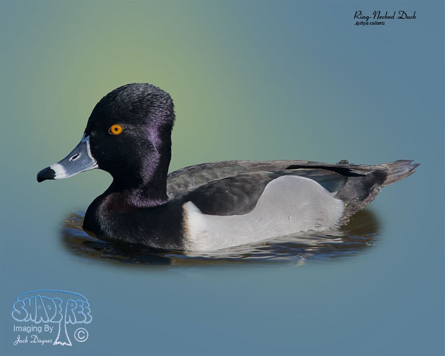 Ring-necked Duck - Aythya collaris