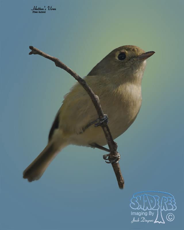 Hutton's Vireo - Vireo huttoni