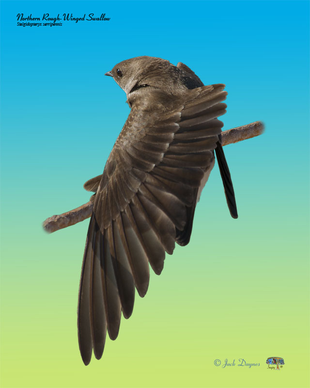Northern Rough-Winged Swallow - Stelgidopteryx serripennis