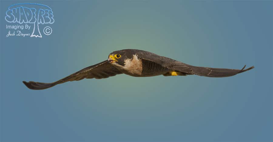 Peregrine Falcon - Falco peregrinus