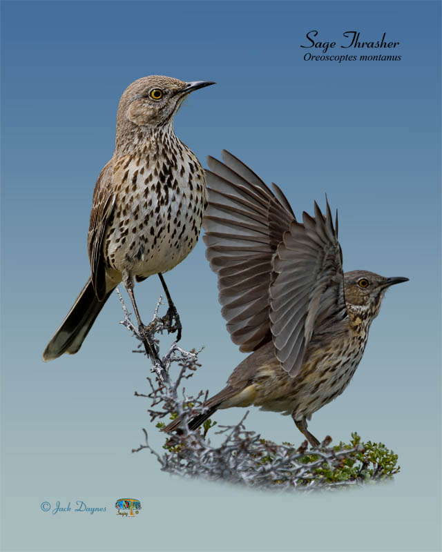 Sage Thrasher - Oreoscoptes montanus