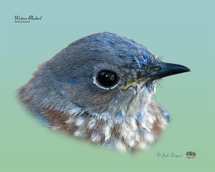 Western Bluebird - Sialia mexicana