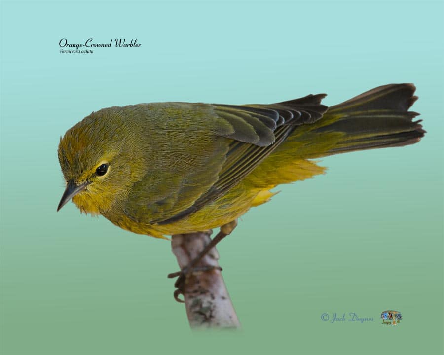 Orange-Crowned Warbler - Oreothlypis celata