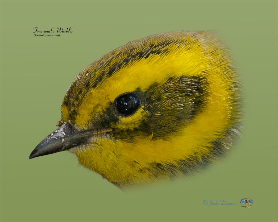 Townsend's Warbler - Setophaga townsendi