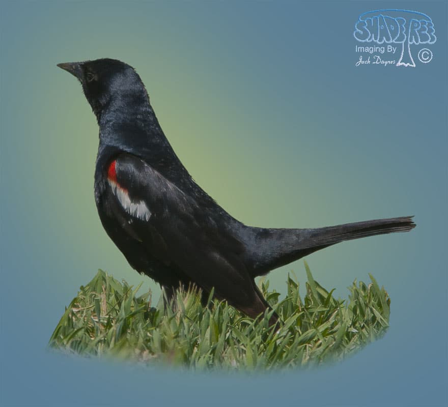Tricolored Blackbird - Agelaius tricolor