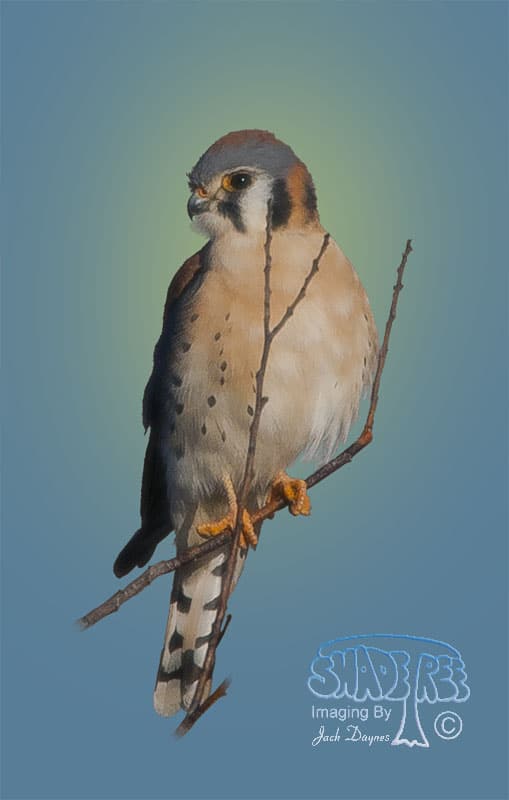American Kestrel - Falco sparverius