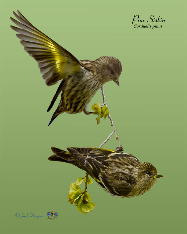 Pine Siskin - Spinus pinus