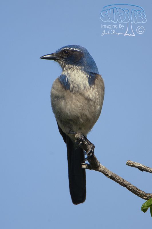 California Scrub-Jay - Aphelocoma californica