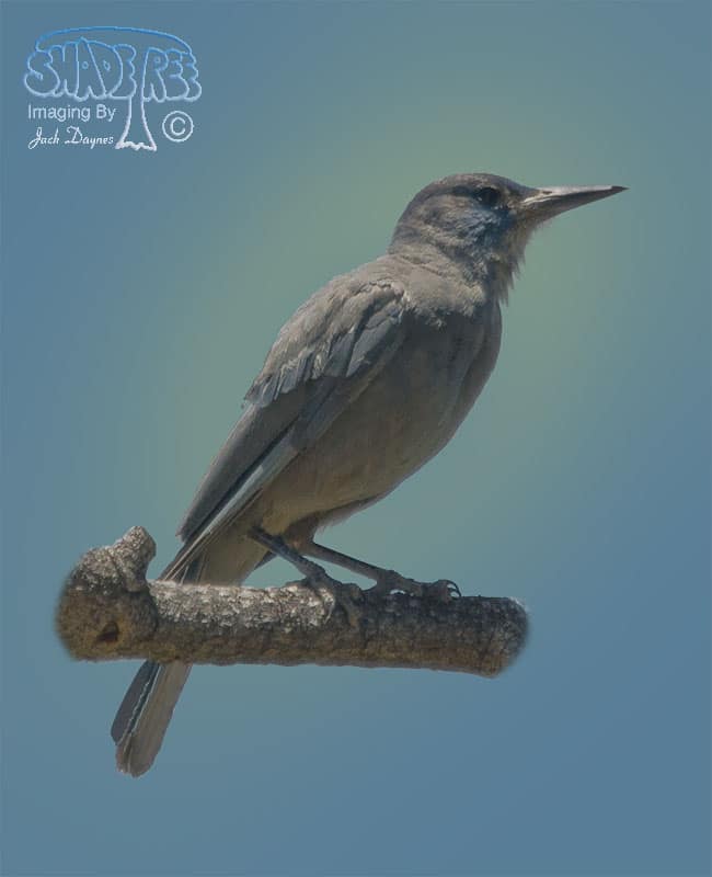 Pinyon Jay - Gymnorhinus cyanocephalus