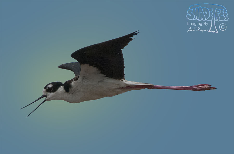 Black-Necked Stilt - Himantopus mexicanus