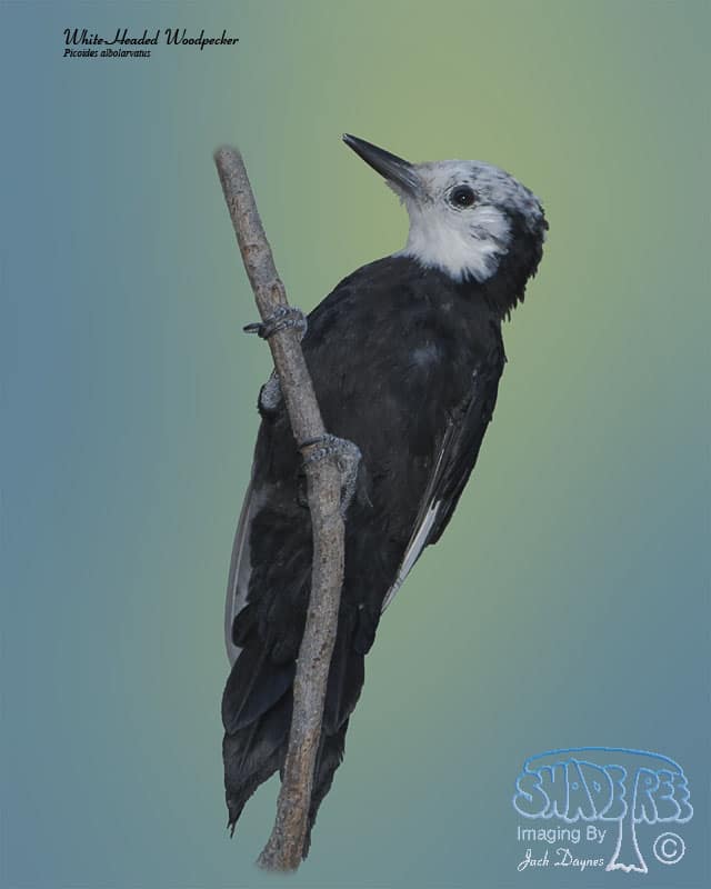 White-Headed Woodpecker - Picoides albolarvatus