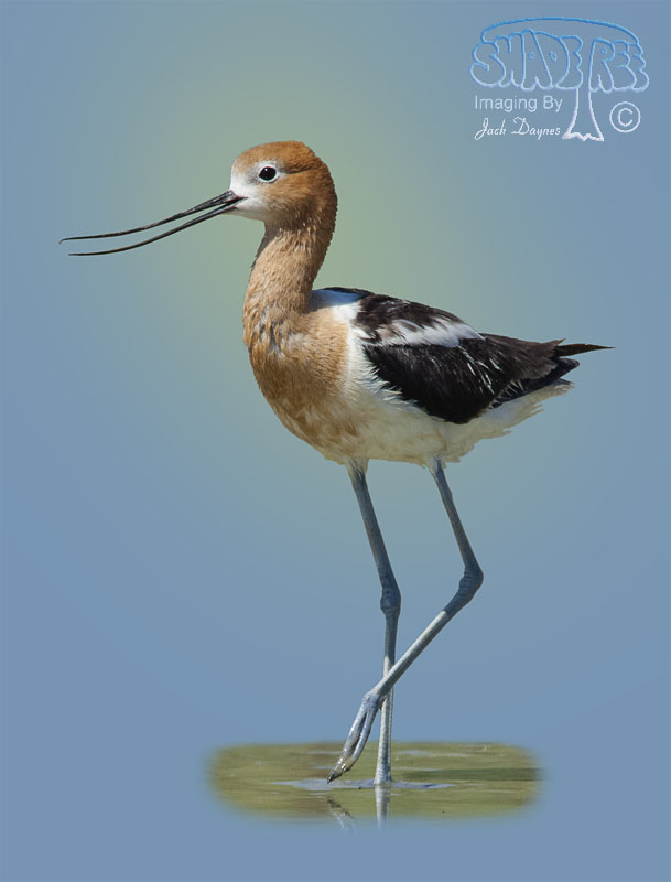 American Avocet - Recurvirostra americana