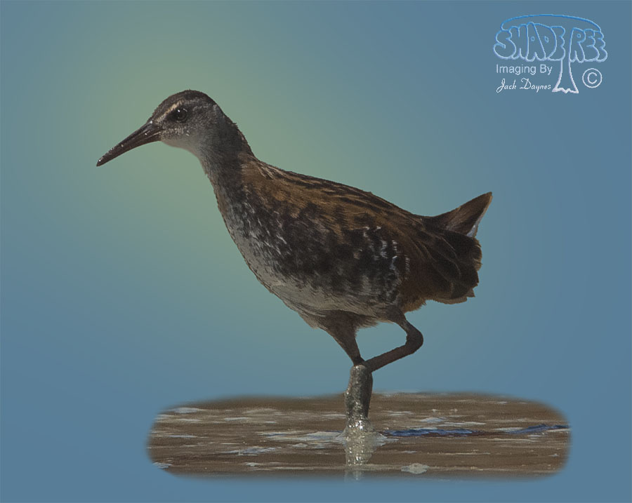 Virginia Rail - Rallus limicola