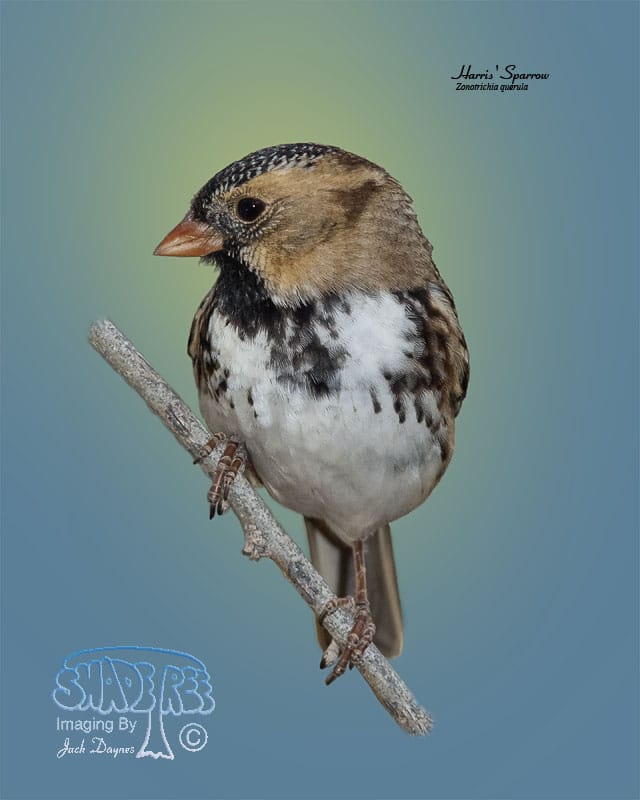 Harris's Sparrow - Zonotrichia querula