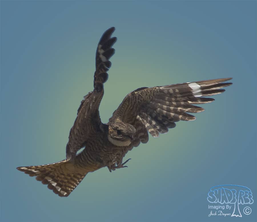 Lesser Nighthawk - Chordeiles acutipennis