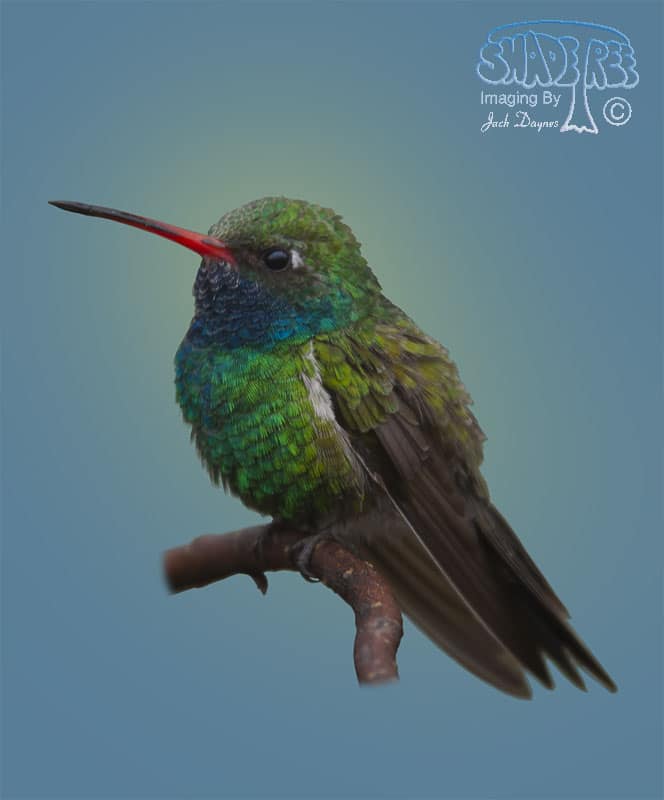 Broad-Billed Hummingbird - Cynanthus latirostris