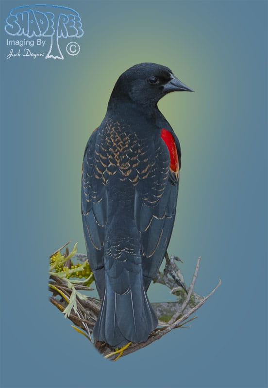 Red-winged Blackbird - Agelaius phoeniceus