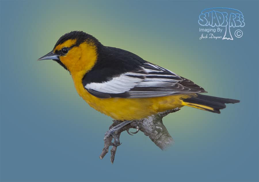 Bullock's Oriole - Icterus bullockii