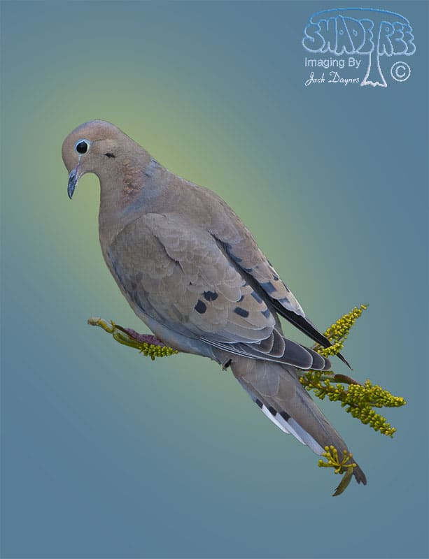 Mourning Dove - Zenaida macroura