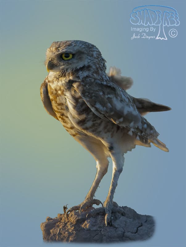 Burrowing Owl - Athene cunicularia