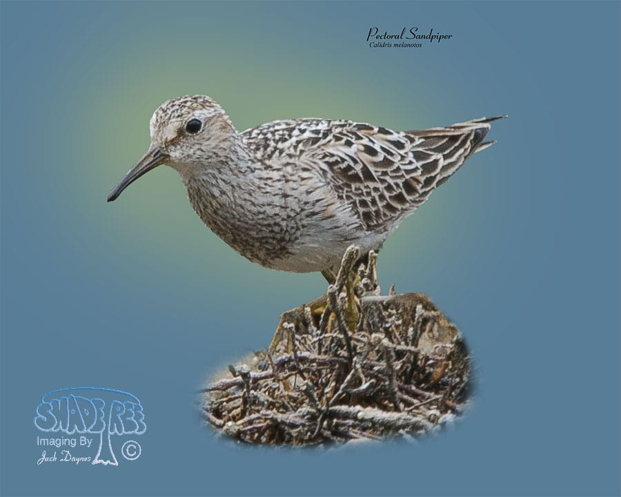 Pectoral Sandpiper - Calidris melanotos