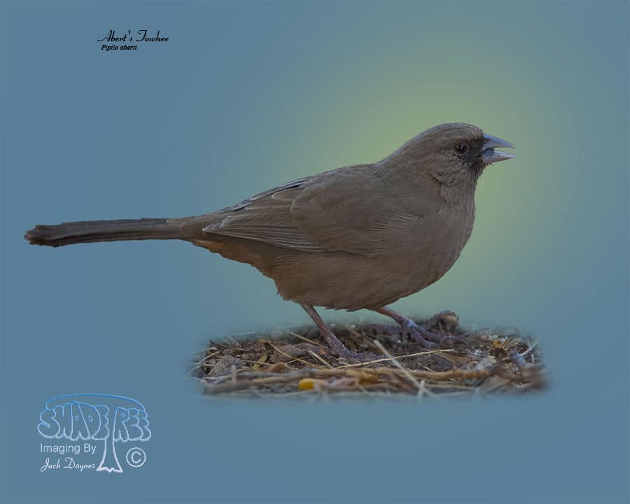 Abert's Towhee - Pipilo aberti