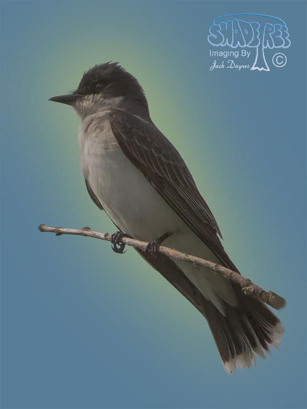 Eastern Kingbird - Tyrannus tyrannus