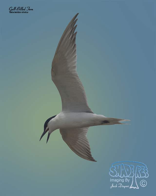 Gull-Billed Tern - Gelochelidon nilotica