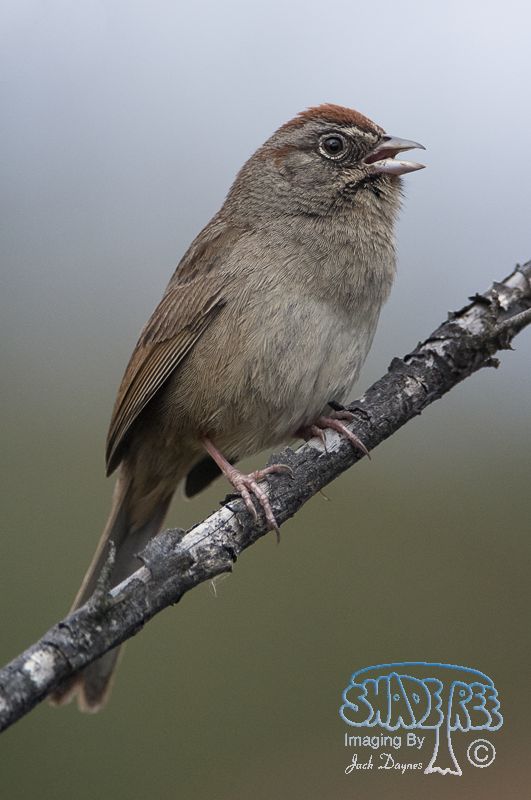 Rufous-Crowned Sparrow - Aimophila ruficeps