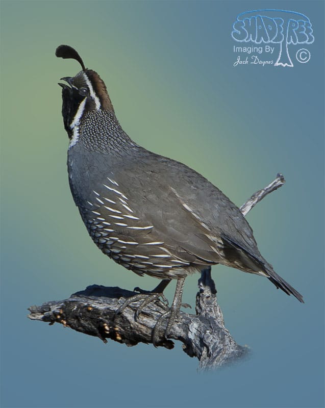 California Quail - Callipepla californica