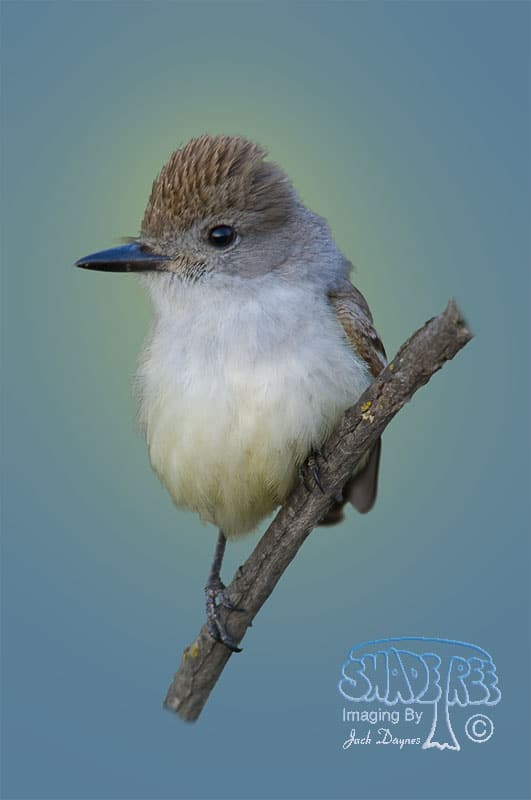 Ash-Throated Flycatcher - Myiarchus cinerascens
