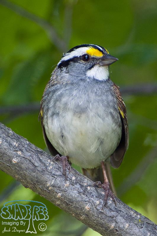 White-throated Sparrow - Zonotrichia albicollis
