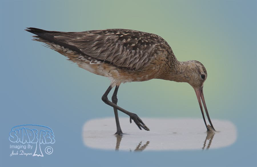 Bar-Tailed Godwit - Limosa lapponica