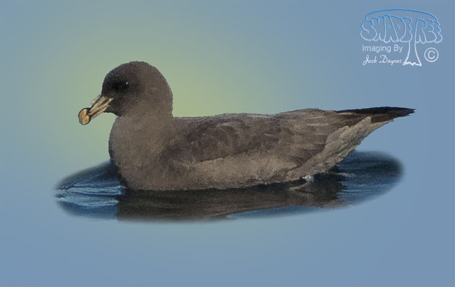 Northern Fulmar - Fulmarus glacialis