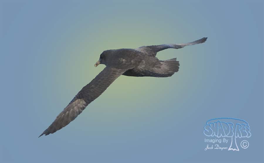 Northern Fulmar - Fulmarus glacialis