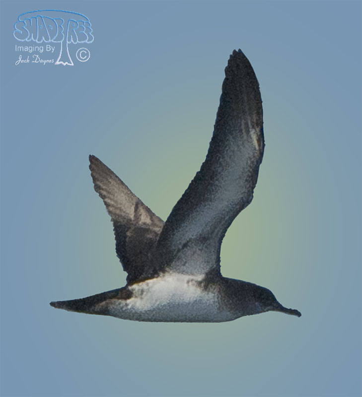 Black-Vented Shearwater - Puffinus opisthomelas